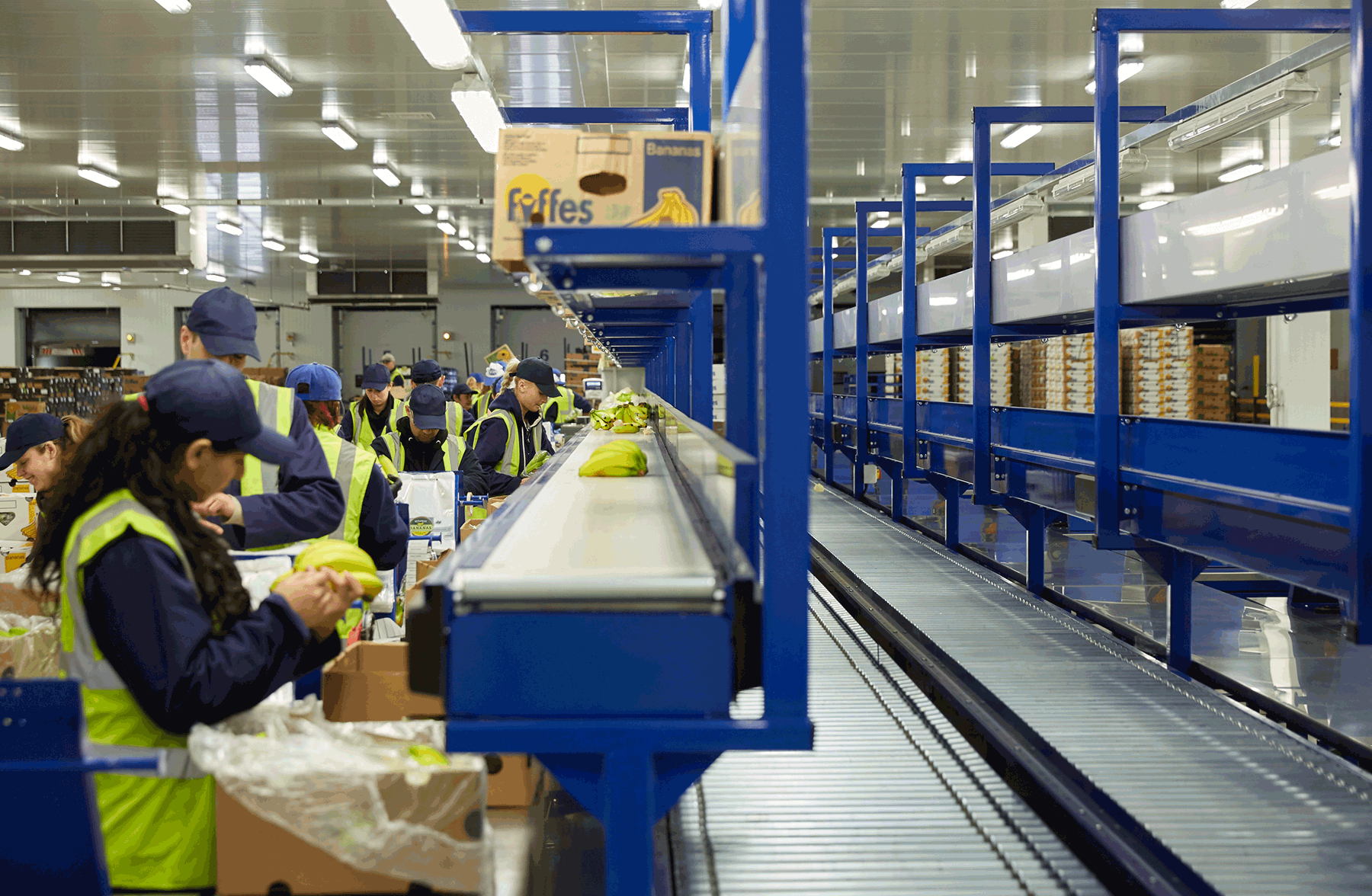 Fyffes Factory Conveyor